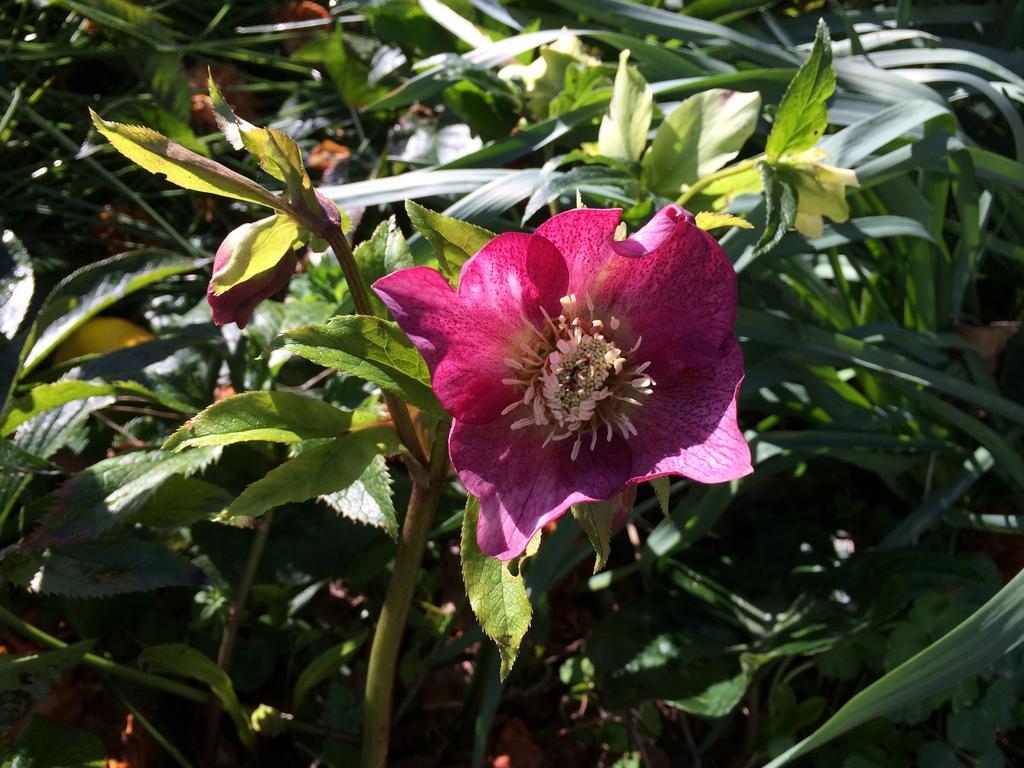 Robin Hoods Well Farm Stay Sassafras Esterno foto
